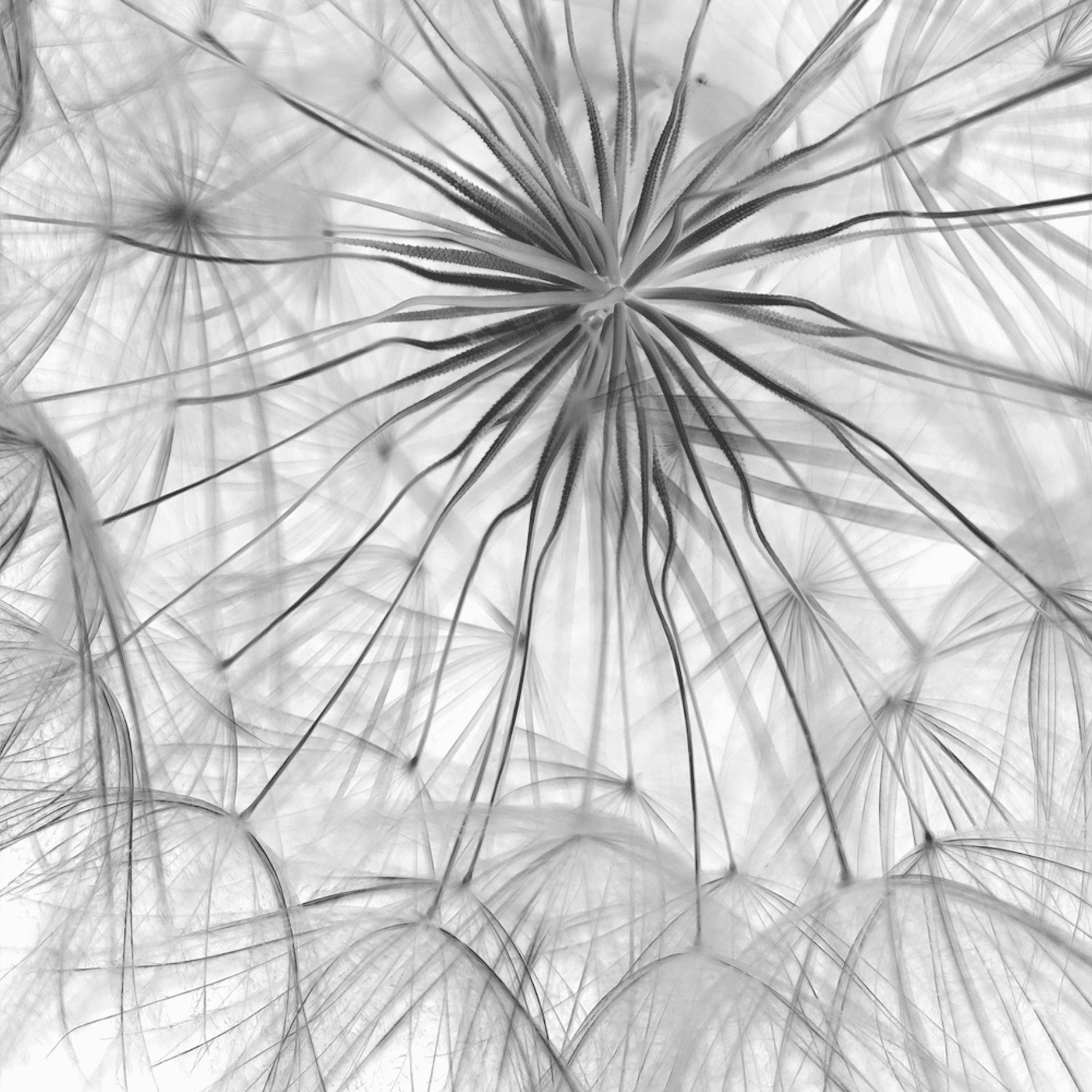 Dandelion Clock